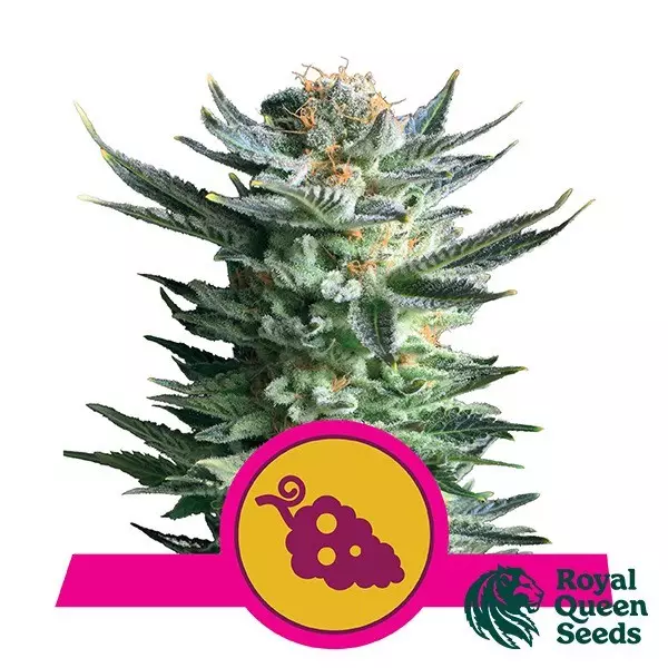 View Royal Queen Seeds Fruit Spirit feminizado - GB The Green Brand