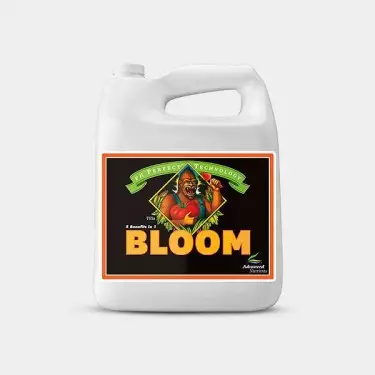 Bloom Ph Perfect formato grande