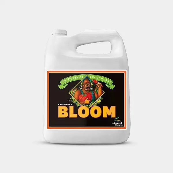 Bloom Ph Perfect formato grande