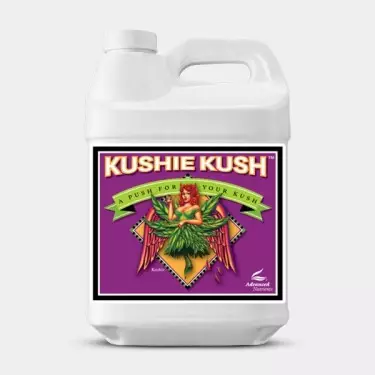 Kushie Kush formato grande