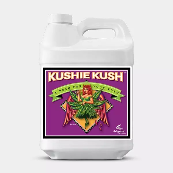 Kushie Kush formato grande