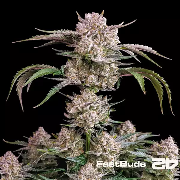 View Strawberry Gorilla Auto