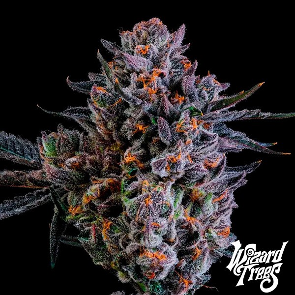 View Zorroz X Zangria