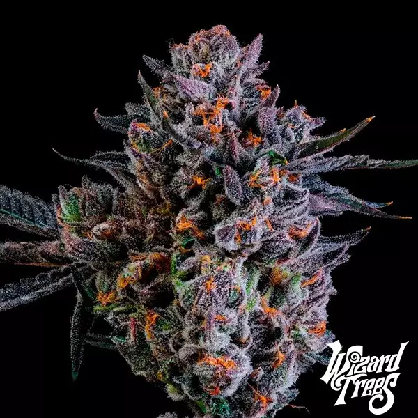 View Zorroz X Zangria