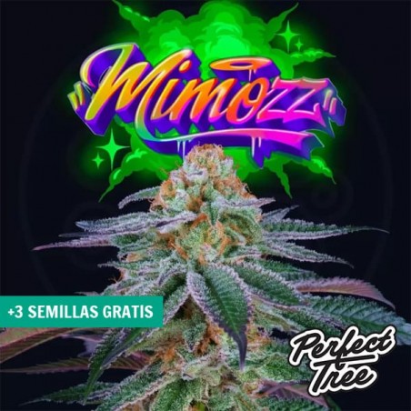 Mimooz