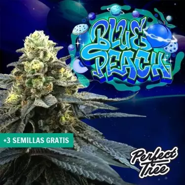Blue Peach