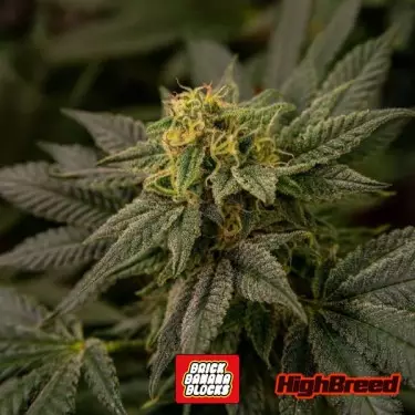 Semillas Brick Banana Blocks 🌿🍌 - GB The Green Brand