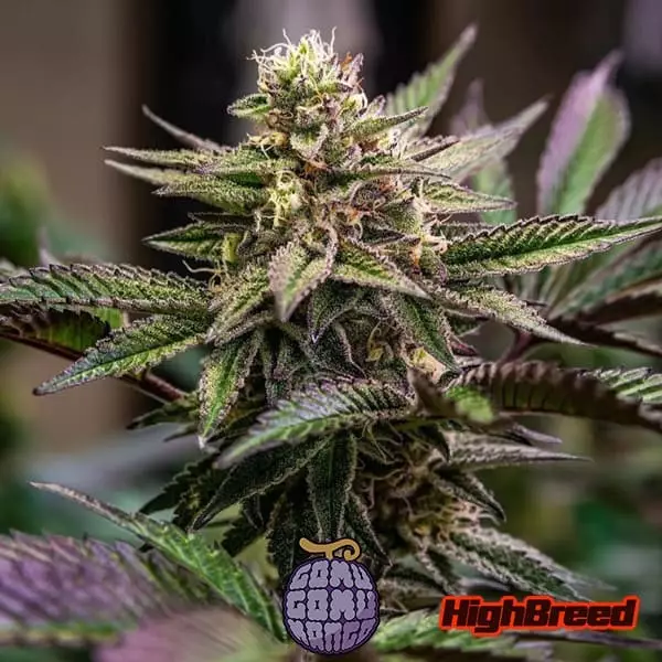 View Gomu Gomu Mango