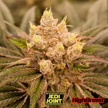 Sherbet Jedi Joint