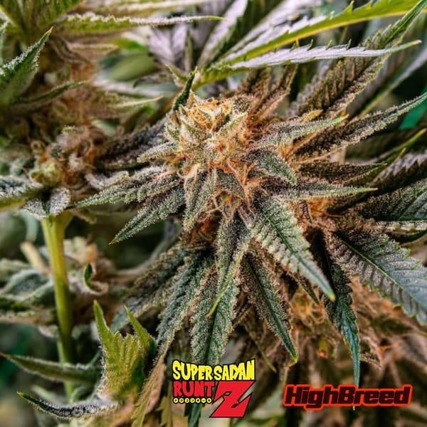 View Super Saiyan Runtz