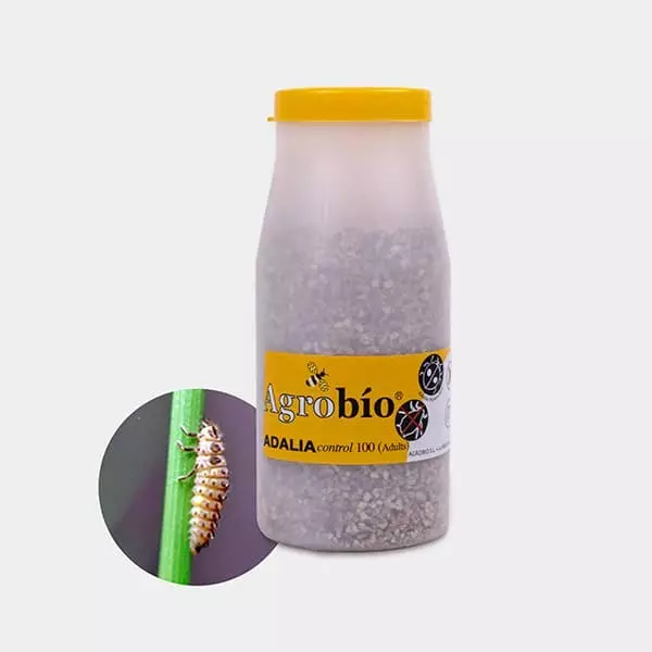 Adalia control Pulgón