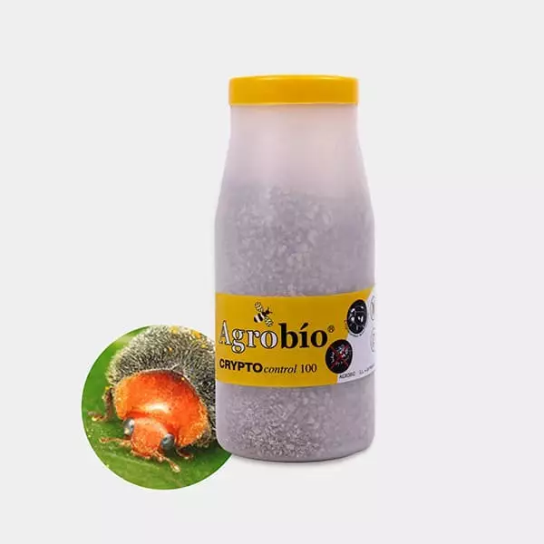 Crypto Control Cochinilla