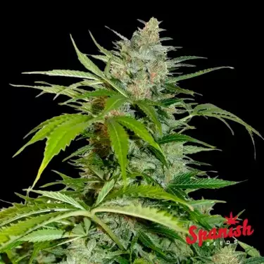 Northern Lights Auto Spanish Seeds
