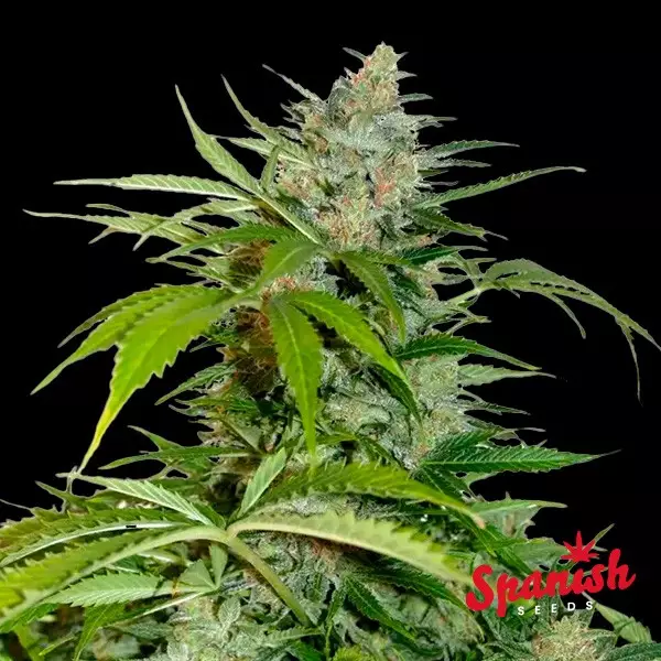 View Northern Lights Auto Spanish Seeds