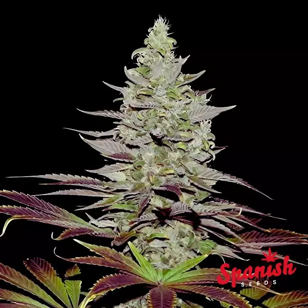 View Somango Auto Spanish Seeds