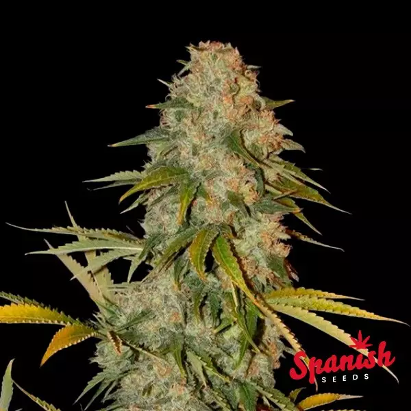 View Black Domina x AK Spanish Seeds