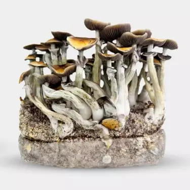 Growbag Jedi Mind Fuck