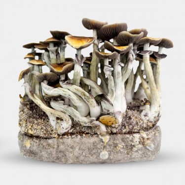 Growbag Jedi Mind Fuck