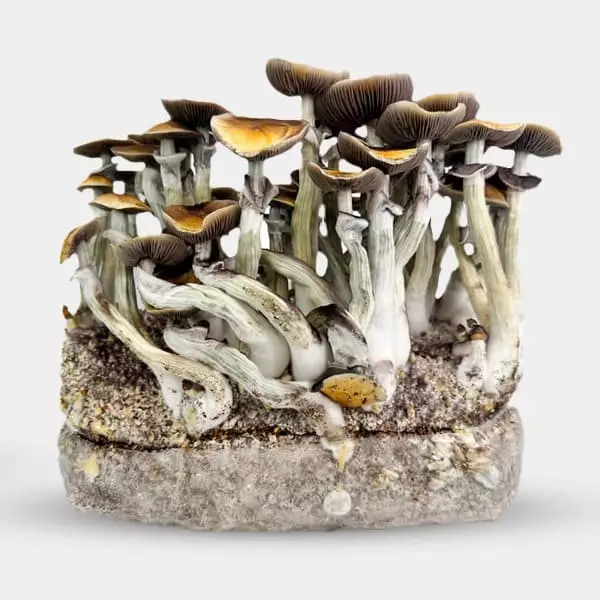 View Growbag Jedi Mind Fuck