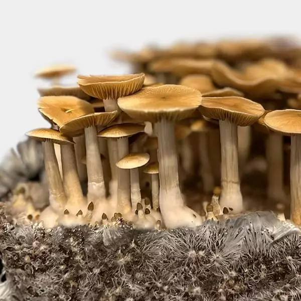 View Growbag Blue Magnolia