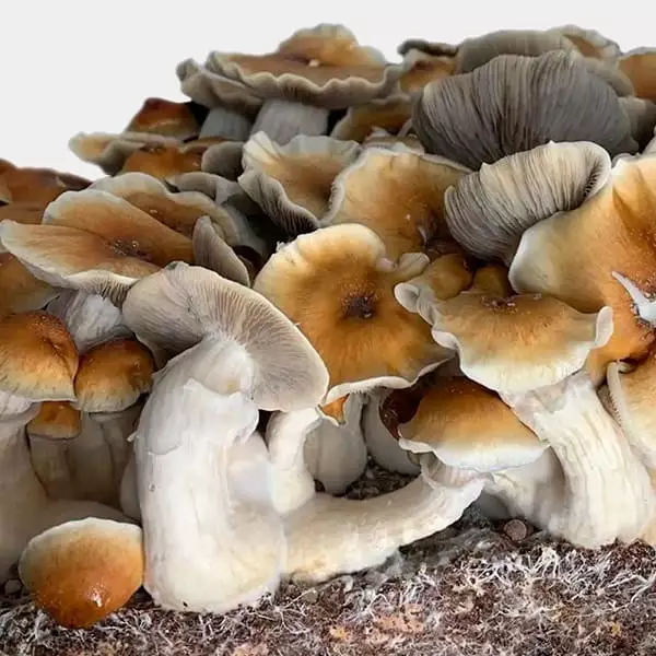 View Hill Billy Growbag