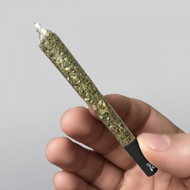 Papel Transparente King Size Lion Rolling Circus