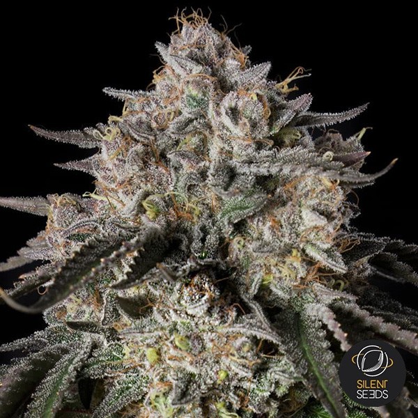 View Cherry Essence Silent Seeds