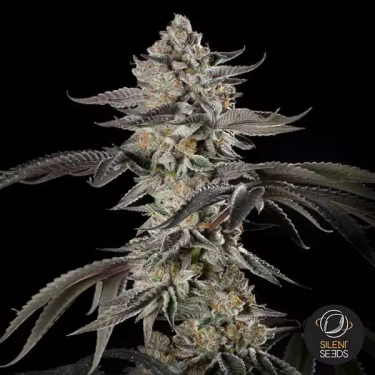 Cherry Essence | Cosechas abundantes llenas de sabor