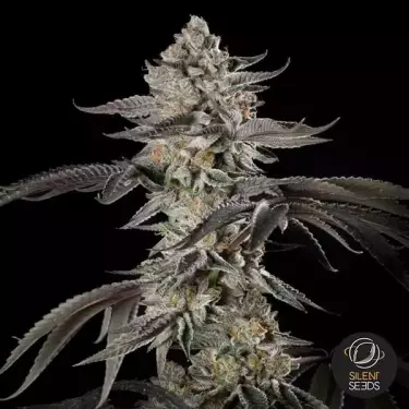 Cherry Essence | Abundant harvests full of flavor