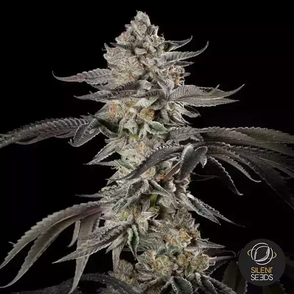 Cherry Essence | Abundant harvests full of flavor