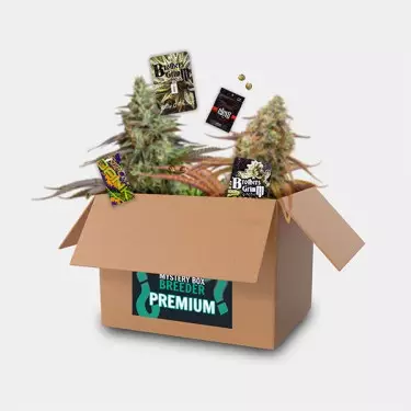 Premium Breeder Box