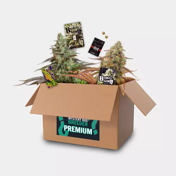 Breeder Box Premium
