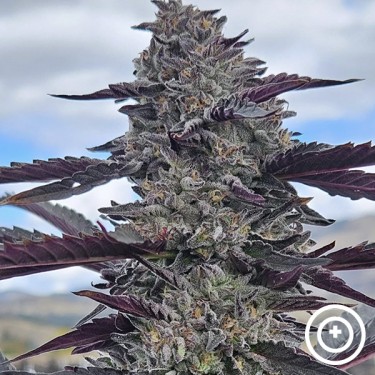 Hooch de Purple City Genetics