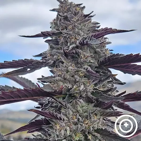 View Hooch de Purple City Genetics