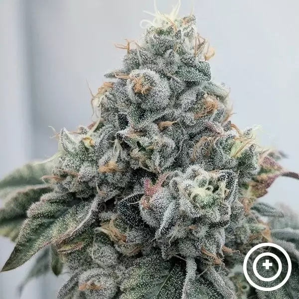 View Acid Wash Purple City Genetics