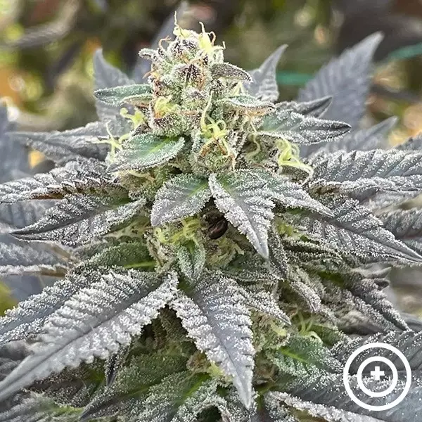 View Secret Meetings Purple City Genetics