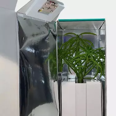 Caja de Transporte para Esquejes