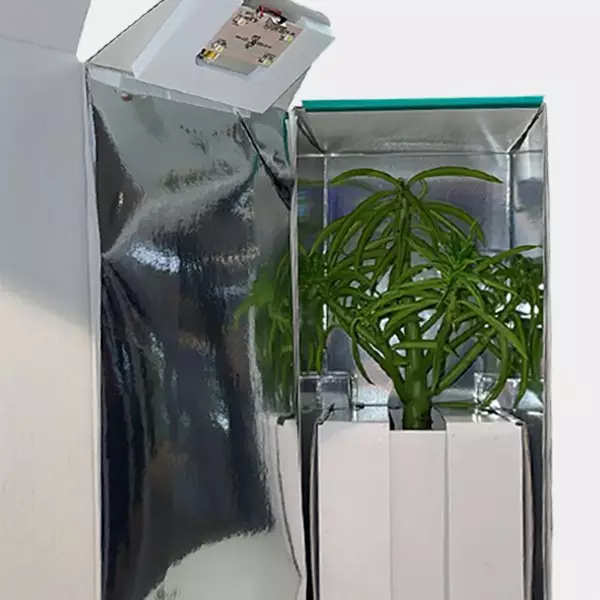 Caja de Transporte para Esquejes