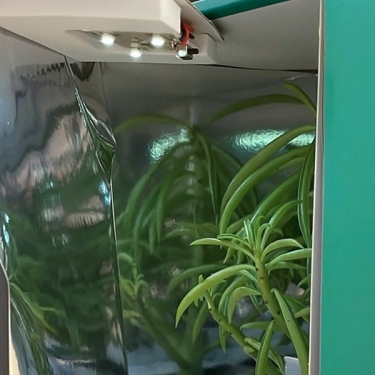 Caja de Transporte para Esquejes