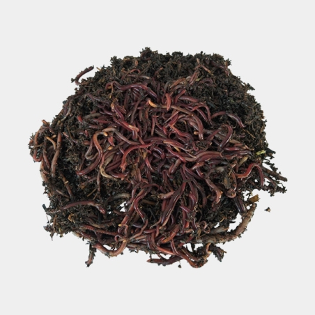Lombriz roja californiana
