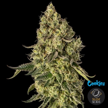 Peach Cake de Silent Seeds & Cookies