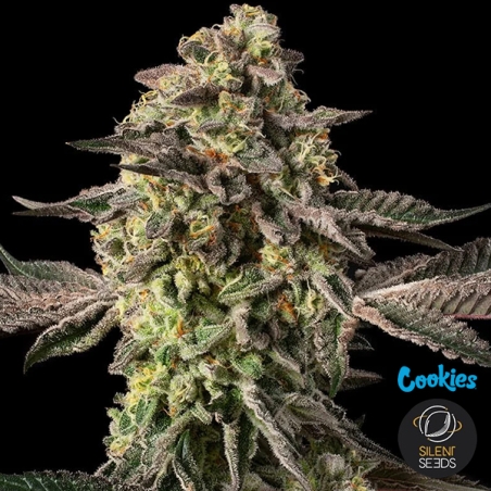 Sugar Rock de Silent Seeds & Cookies