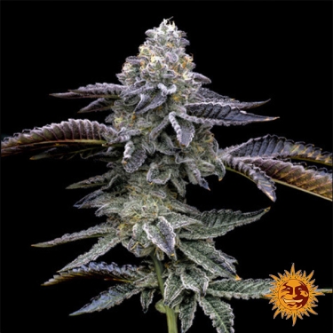 Gas Pack Strains Barney’s Farm