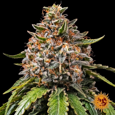 Gas Pack Strains Barney’s Farm