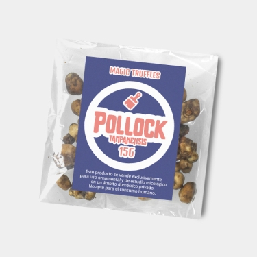 Trufas Tampanensis Pollock