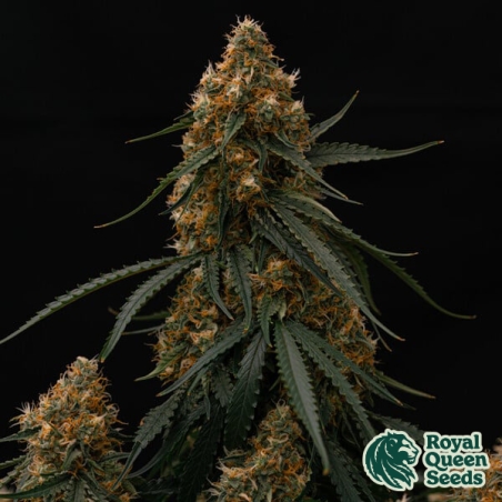 Gaia F1 Auto