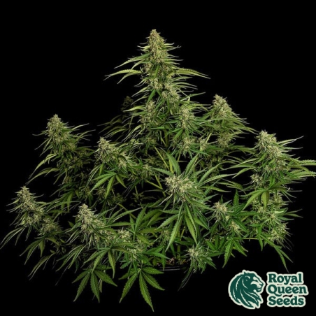 Gaia F1 Auto