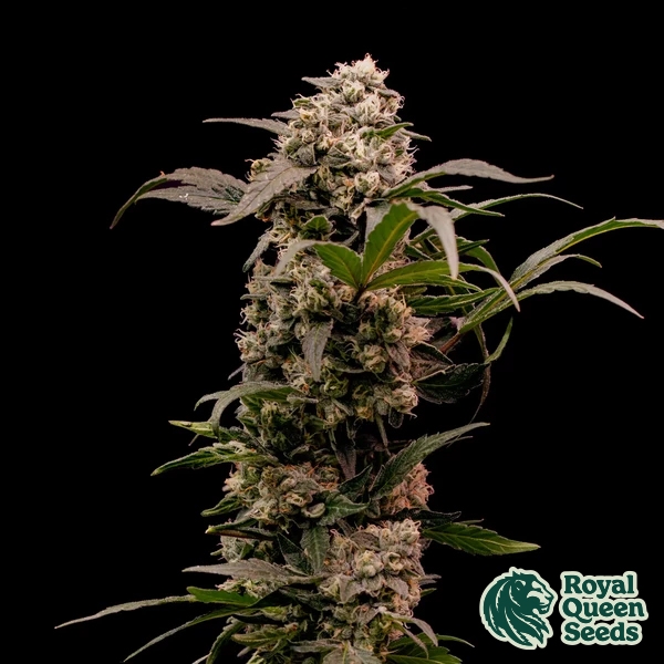 View Astro Lemonade F1