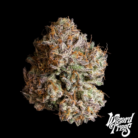 Obsidian de Wizard Trees