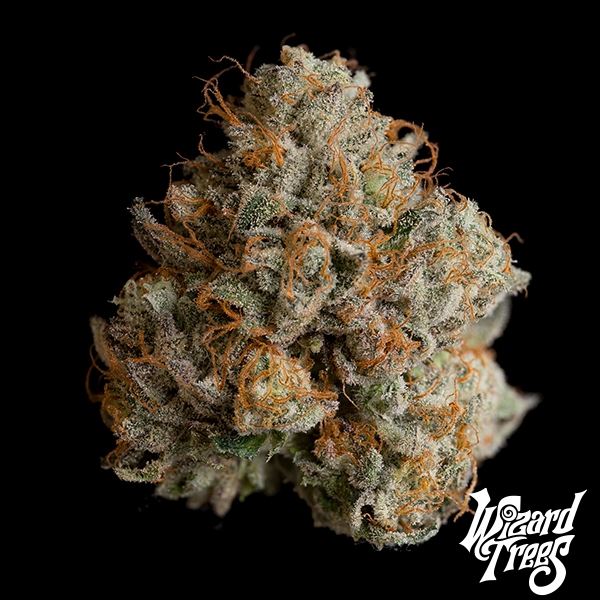 View Night Ritual de Wizard Trees